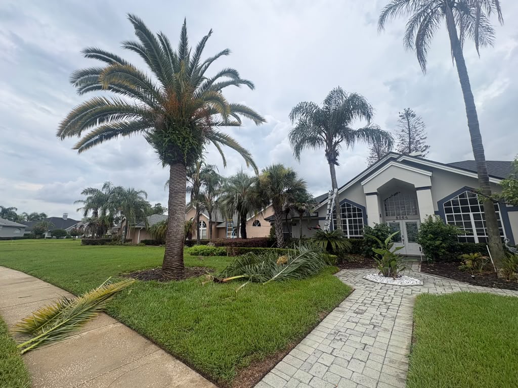 Palm tree trimming job in progress at a Central Florida home