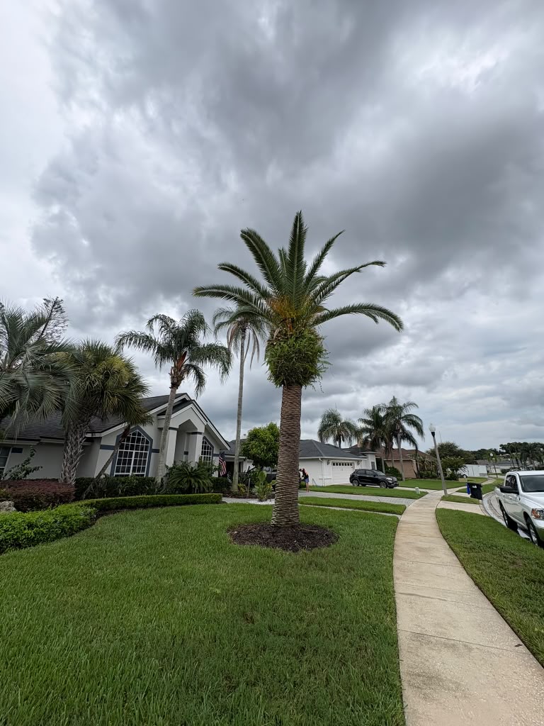 Front lawn with a mature palm tree and crisp edged sidewalk in Central Florida