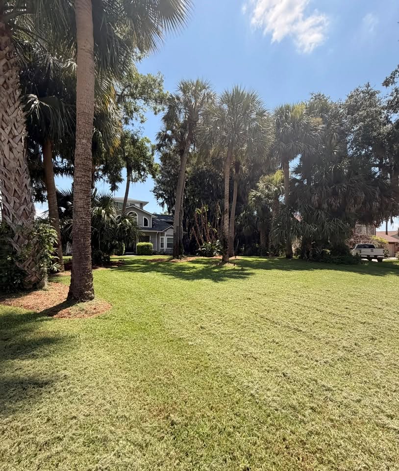 Freshly mowed Central Florida lawn with palm trees maintained by Green Touch Landscaping
