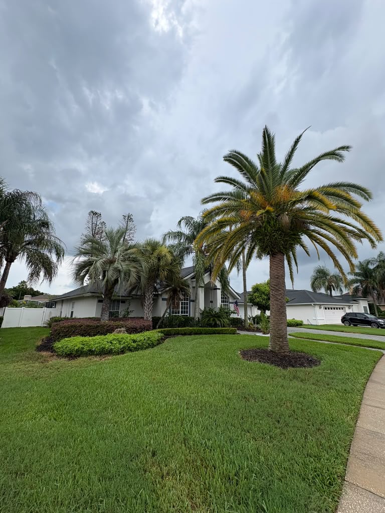 Freshly mowed front lawn framed by palm trees and shaped shrubs